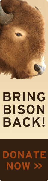 Bring Bison Back! Donate Now!
